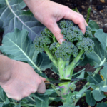 Superbroccolin – snart i en butik nära dig